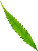 hero leaf 4
